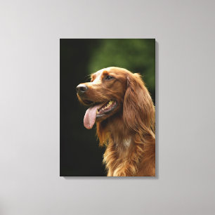Irish Setter 2 Canvas Print