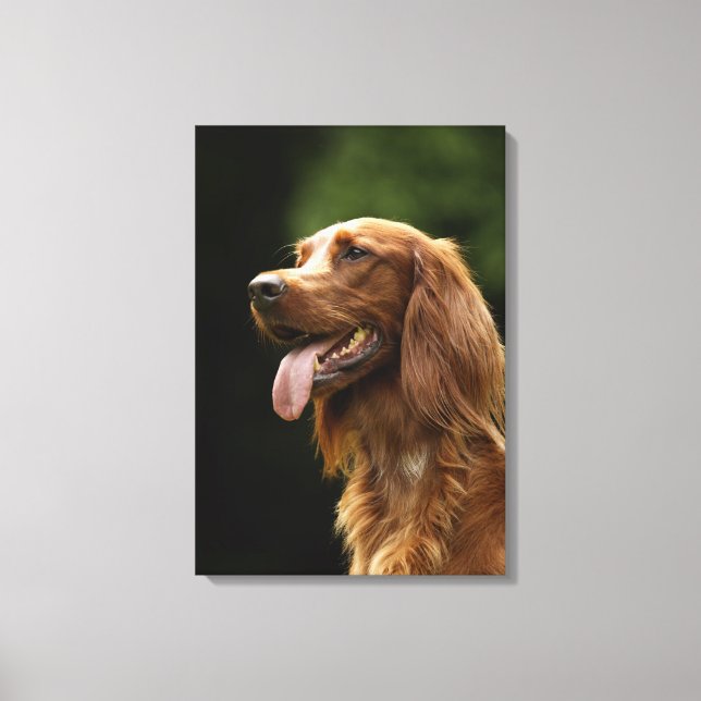 Irish Setter 2 Canvas Print (Front)