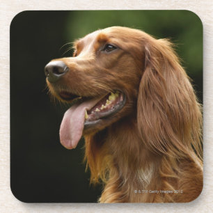 Irish Setter 2 Coaster