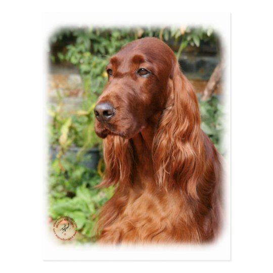 Irish Setter 9Y209D-090 Postcard