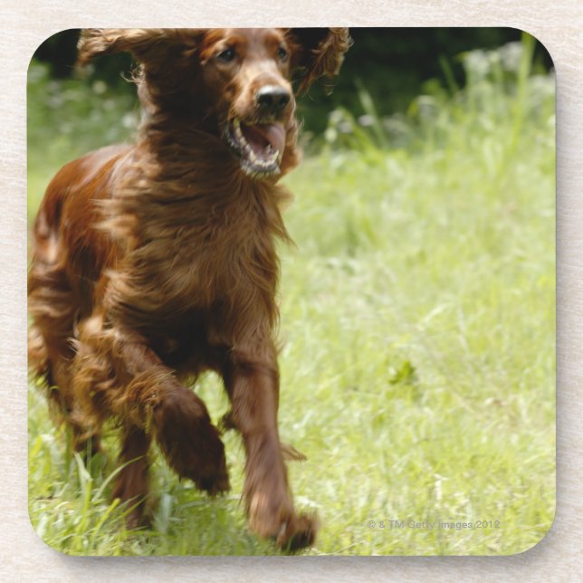 Irish Setter Coaster (Front)