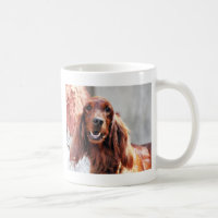 Irish Setter Dog