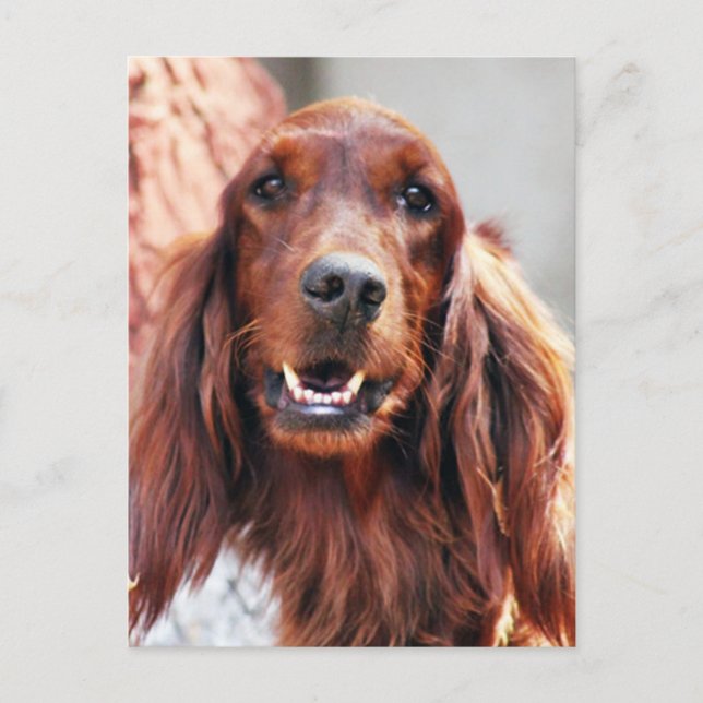 Irish Setter Dog Postcard (Front)