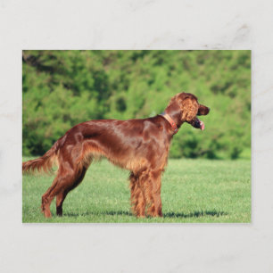 irish-setter-full 2 postcard