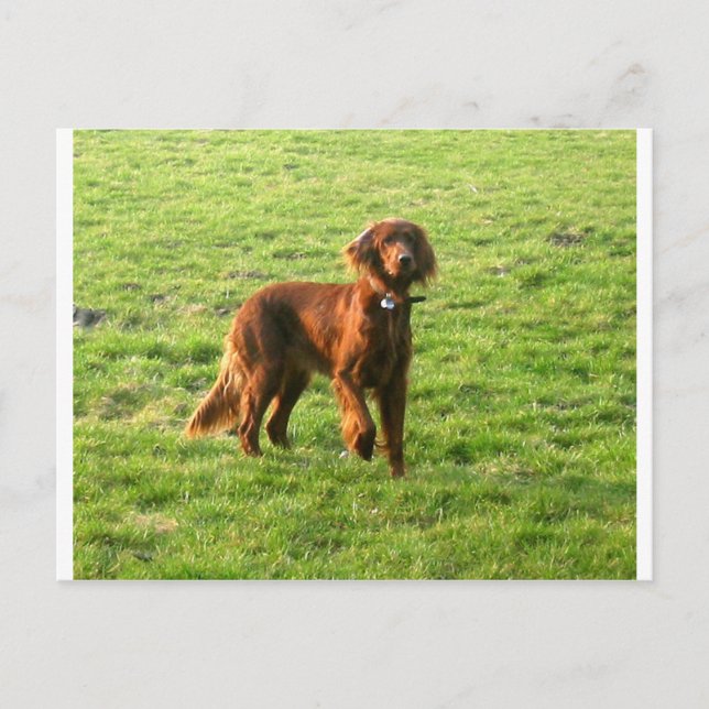irish setter full 2 postcard (Front)
