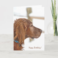 Irish Setter in snow for birthday