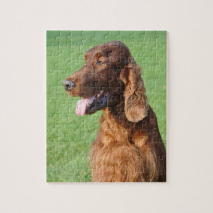 Irish Setter Jigsaw Puzzle