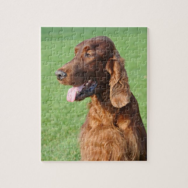 Irish Setter Jigsaw Puzzle (Vertical)