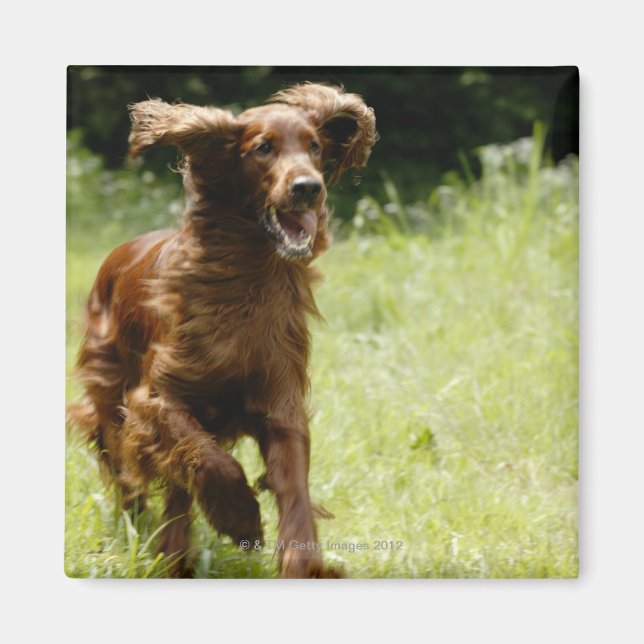 Irish Setter Magnet (Front)