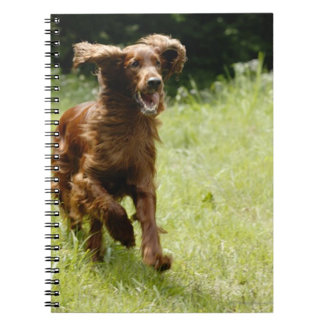 Irish Setter Notebook (Front)