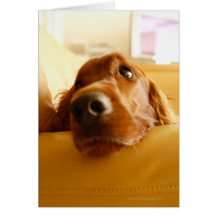 Irish Setter on sofa