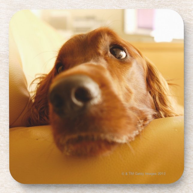 Irish Setter on sofa Coaster (Front)