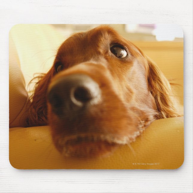Irish Setter on sofa Mouse Pad (Front)
