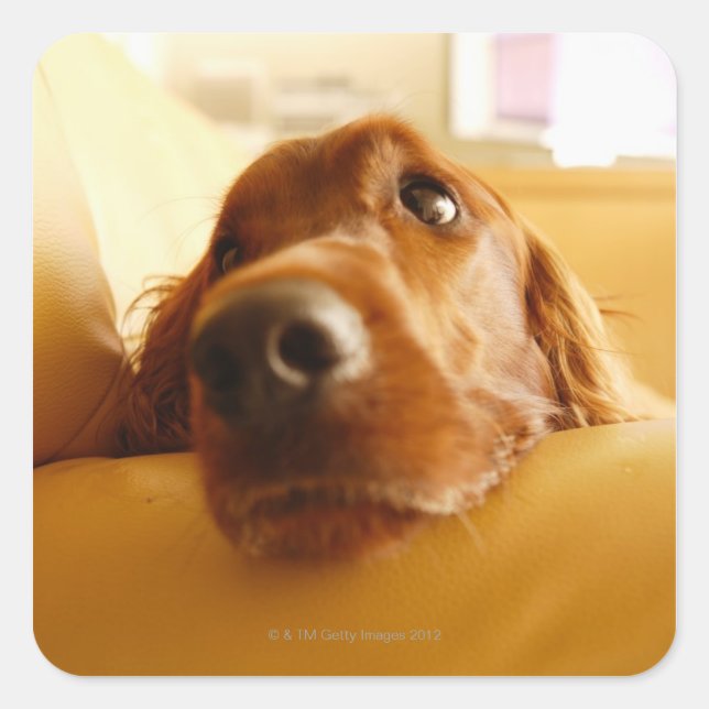 Irish Setter on sofa Square Sticker (Front)