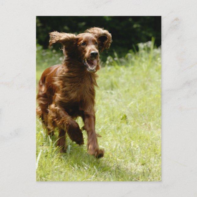 Irish Setter Postcard (Front)
