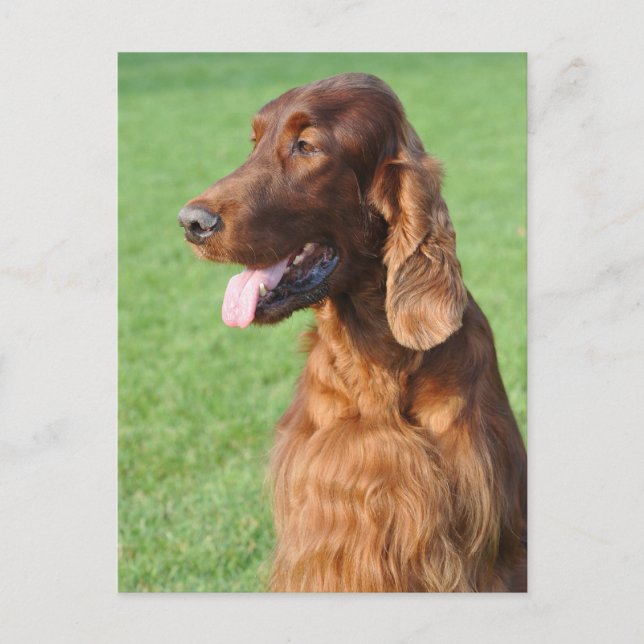 Irish Setter Postcard (Front)