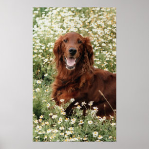 Irish Setter Poster