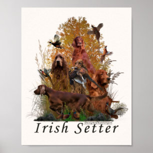 Irish Setter  Poster