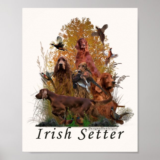 Irish Setter  Poster (Front)