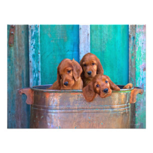 Irish Setter Puppies Photo Print