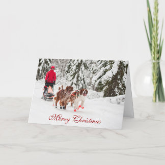 Irish Setter Sleddog Christmas Card