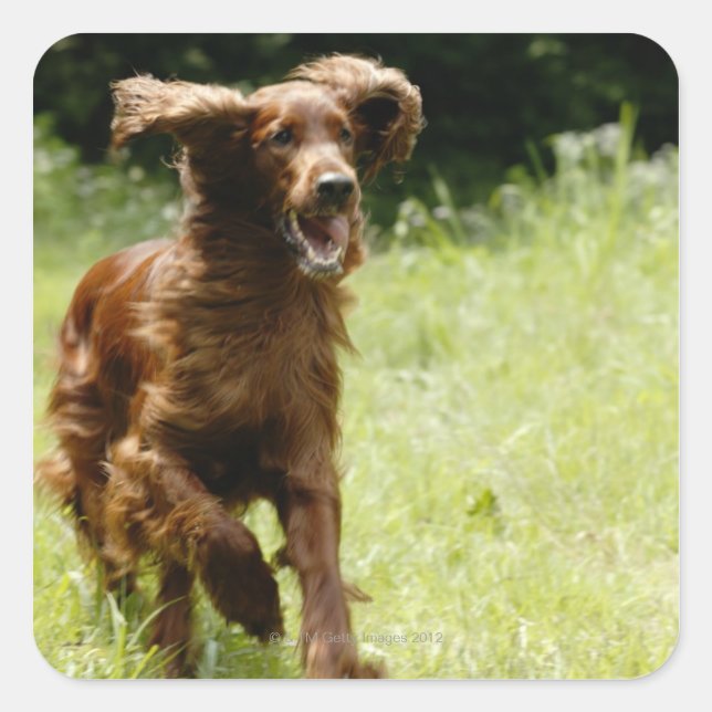 Irish Setter Square Sticker (Front)