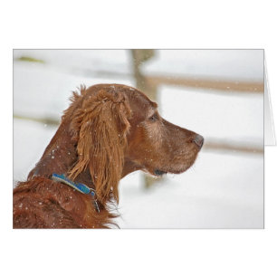 Irish Setter thinking of you