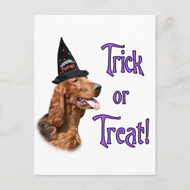Irish Setter Trick Postcard (Front)