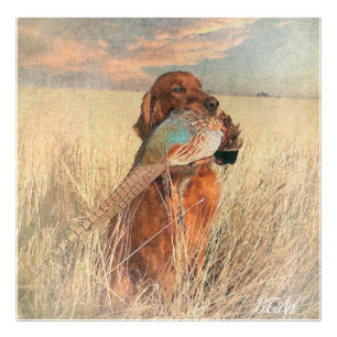 Irish Setter with pheasant   Photo Print