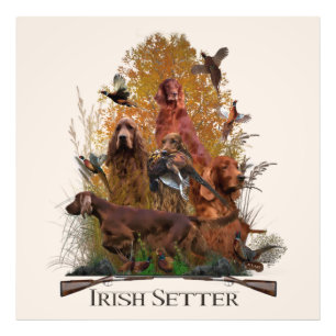 Irish Setter with pheasant Photo Print