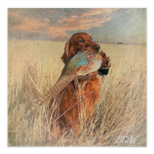 Irish Setter with pheasant  Poster