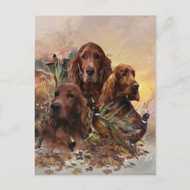  Irish Setters with Pheasants - Passion Hunt Postcard (Front)