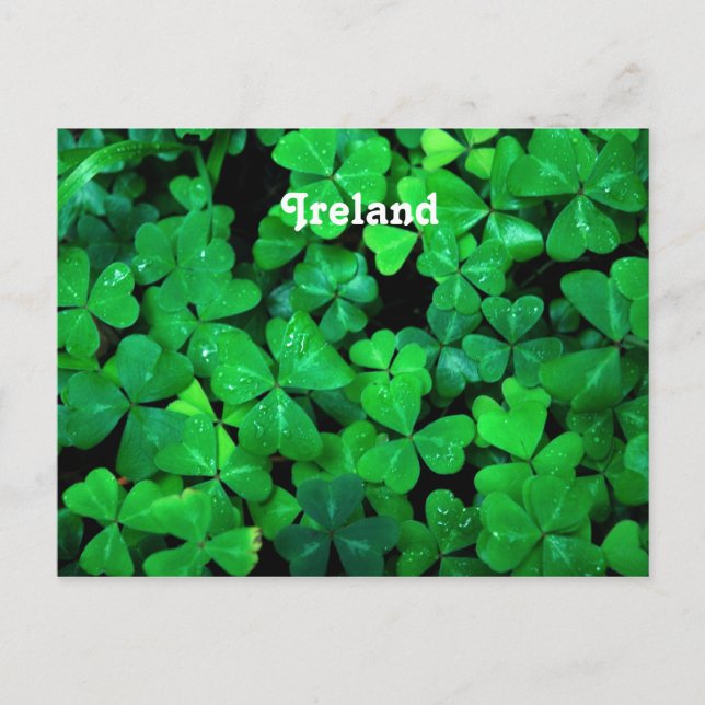 Irish Shamrocks Postcard (Front)