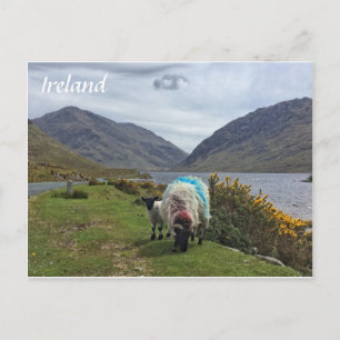 Irish Sheep, Comté de Mayo, Carte postale irlandai