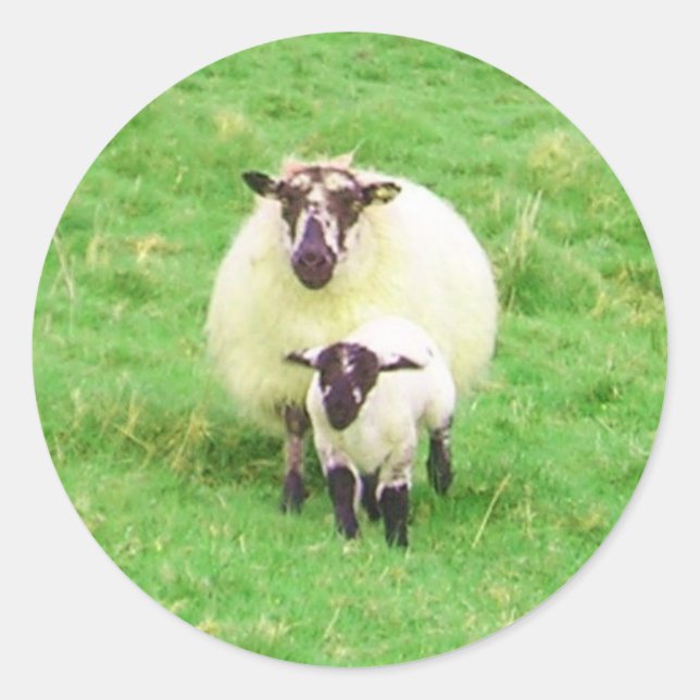 Irish Sheep Stickers (Front)
