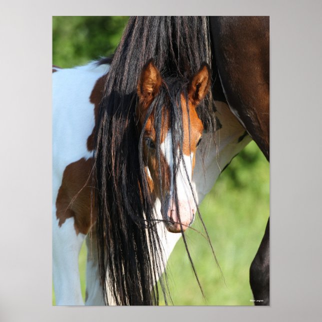 Irish Sport Horse Foal Hiding under Tail Poster (Front)