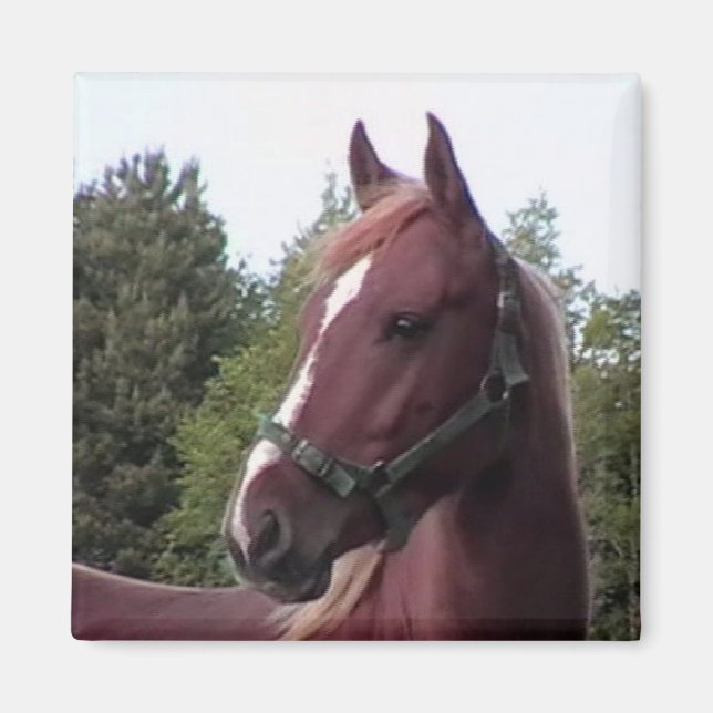 Irish Stallion Magnet (Front)
