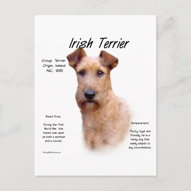 Irish Terrier History Design Postcard (Front)