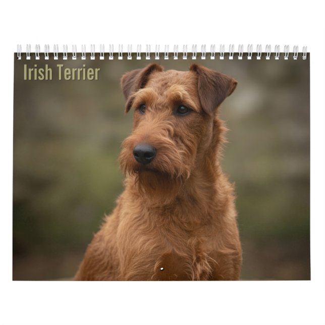 Irish Terriers 2027 Wall Calendar (Cover)