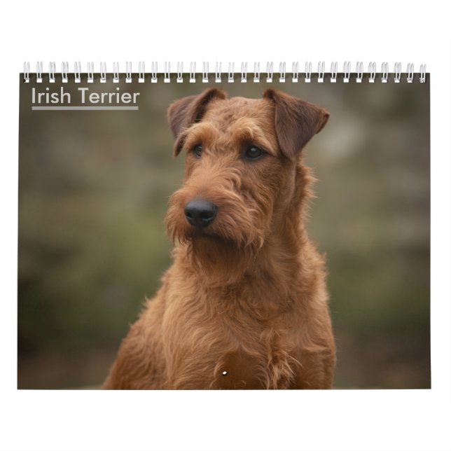 Irish Terriers 2027 Wall Calendar (Cover)