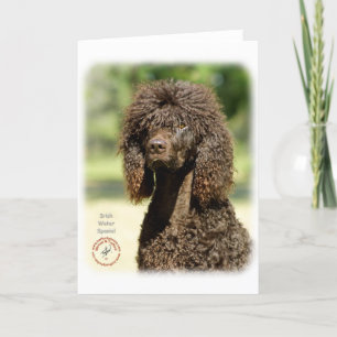 Irish Water Spaniel 9R032D-363 Card