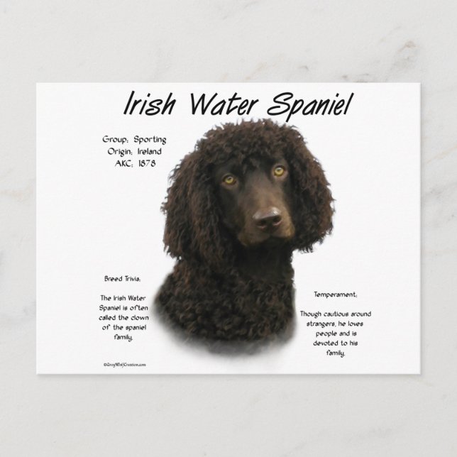 Irish Water Spaniel History Design Postcard (Front)