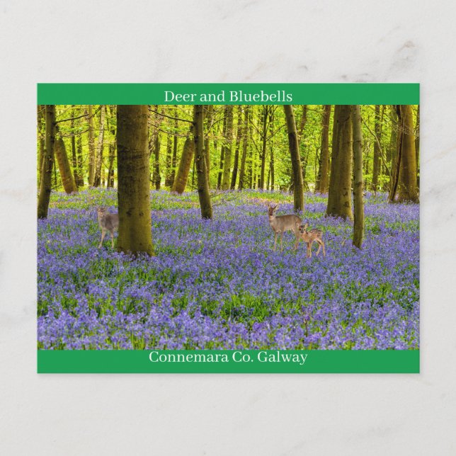 Irish Wildlife Postcard (Front)