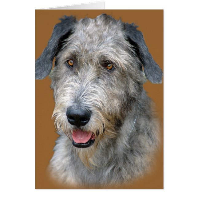 Irish Wolfhound Portrait (Front)