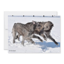 Irish Wolfhounds running in Snow