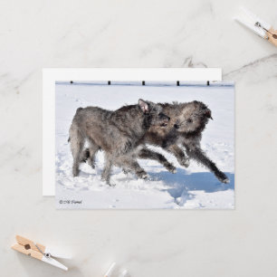 Irish Wolfhounds running in Snow Invitation