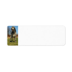 irlandais-chien-loup-plein