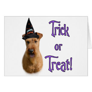 Irlandais Terrier Trick