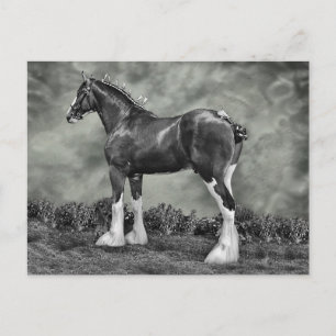 Iron Horse Steele Postcard