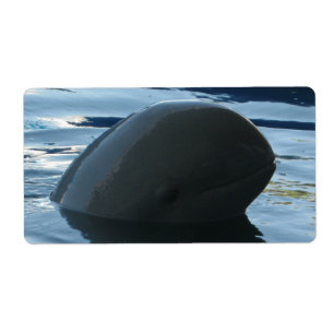 Irrawaddy Dolphin Peek-A-Boo